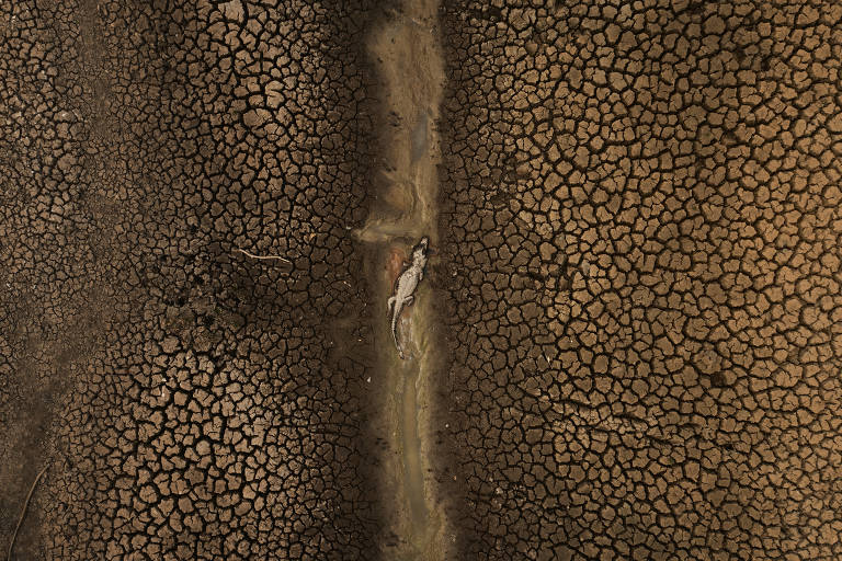 Corpo de jacaré visto do alto em terra seca 