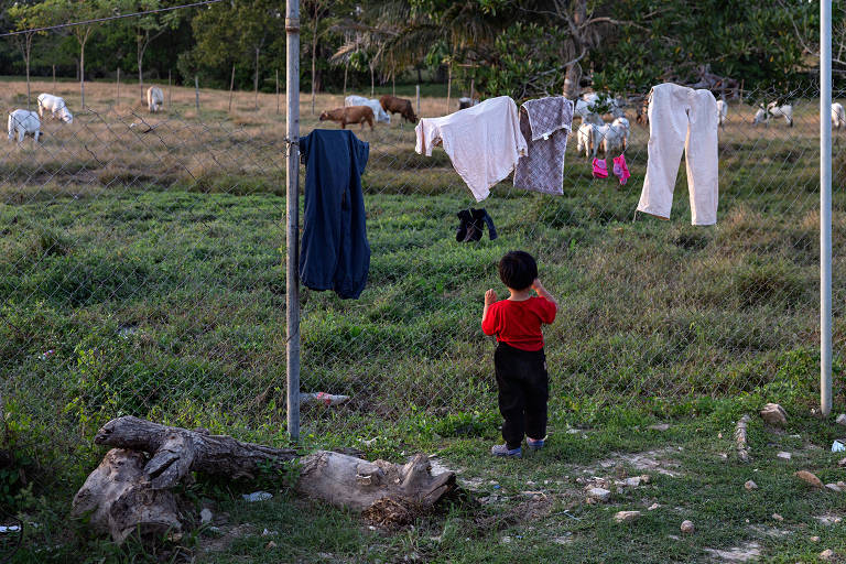 Criança chinesa observa gado pastando do lado de fora da Estação de Recepção Migratória de San Vicente, no Panamá