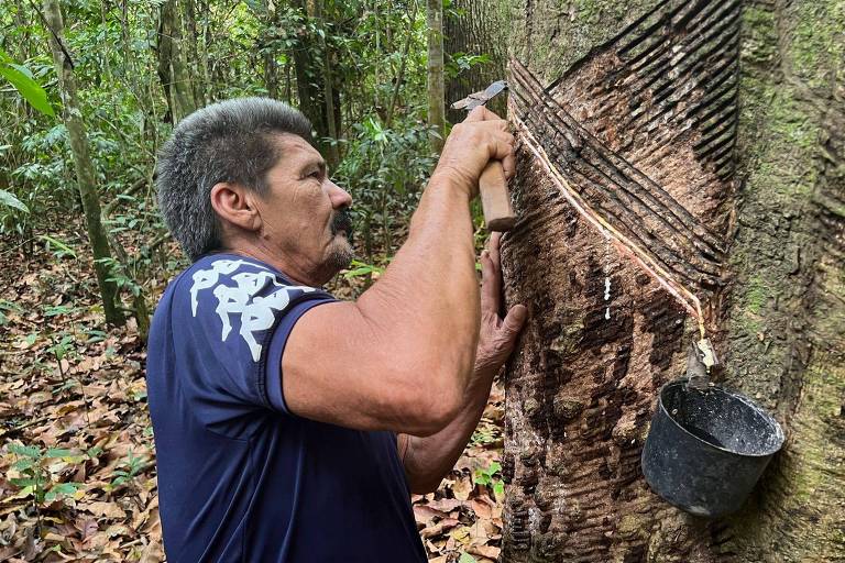 'O seringueiro é o melhor guarda florestal': o novo ciclo de borracha nativa que está ajudando a preservar a amazônia