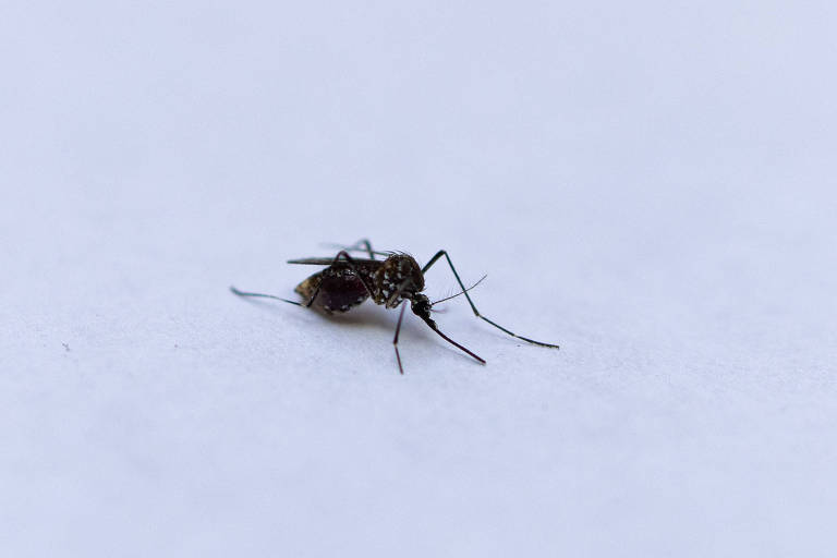 SP atinge marca de 100 mortes por dengue; capital lidera casos de óbitos