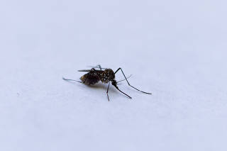 DENGUE - Aedes aegypti