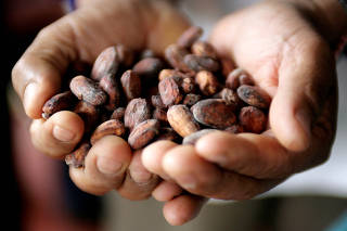 FILE PHOTO: A Peruvian farmer shows grains of cacao in the jungle town of Lamas in Tarapoto