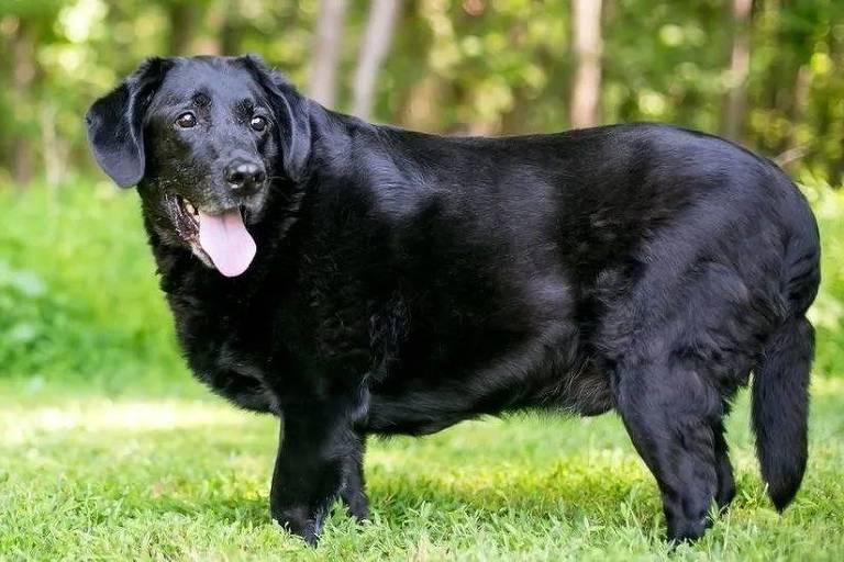 The genetic clue that explains why Labrador dogs tend to gain weight – 03/07/2024 – Science