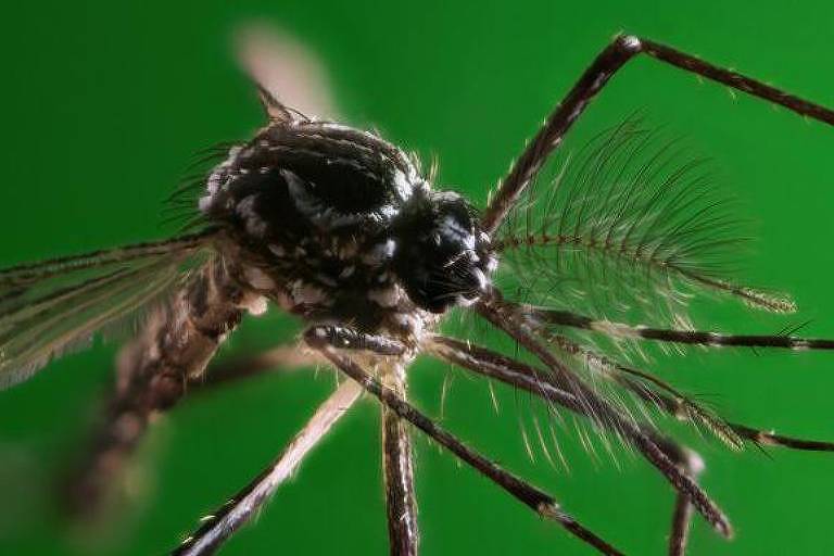 A corrida 'urgente' para encontrar remédios efetivos contra a dengue