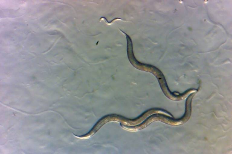alguns vermes, com coloração escura, são vistos em superfície branca