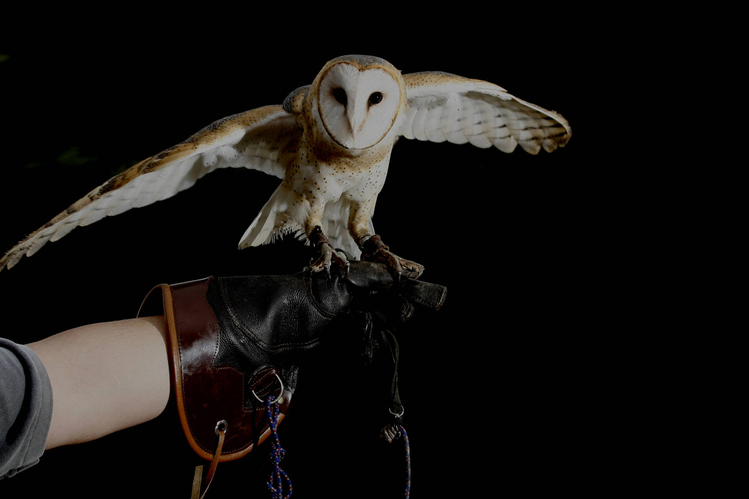 How owls became the super predators of the night – 03/09/2024 – Reinaldo José Lopes
