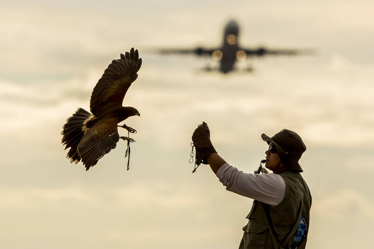 Veja fotos de medidas adotadas em aeroportos para evitar colisões de aviões e fauna