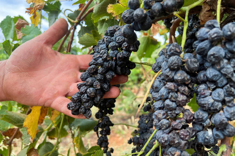 Uvas ficam estragadas por atraso na colheita na Austrália