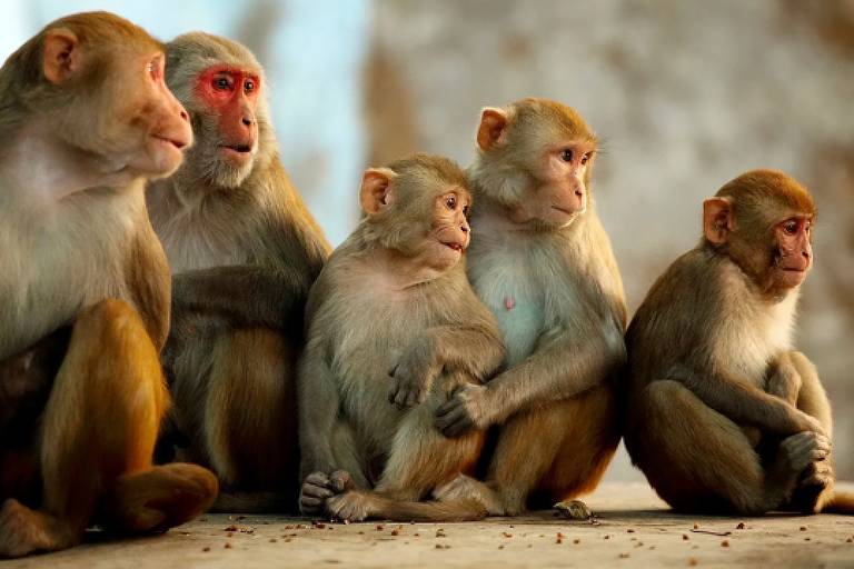 cinco macacos olhando para o lado