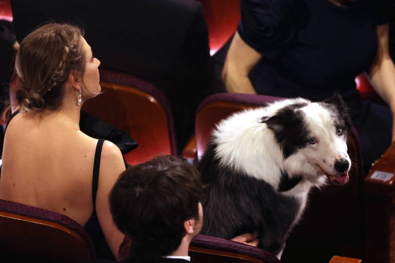 Cachorro Messi rouba a cena no Oscar e vira meme nas redes