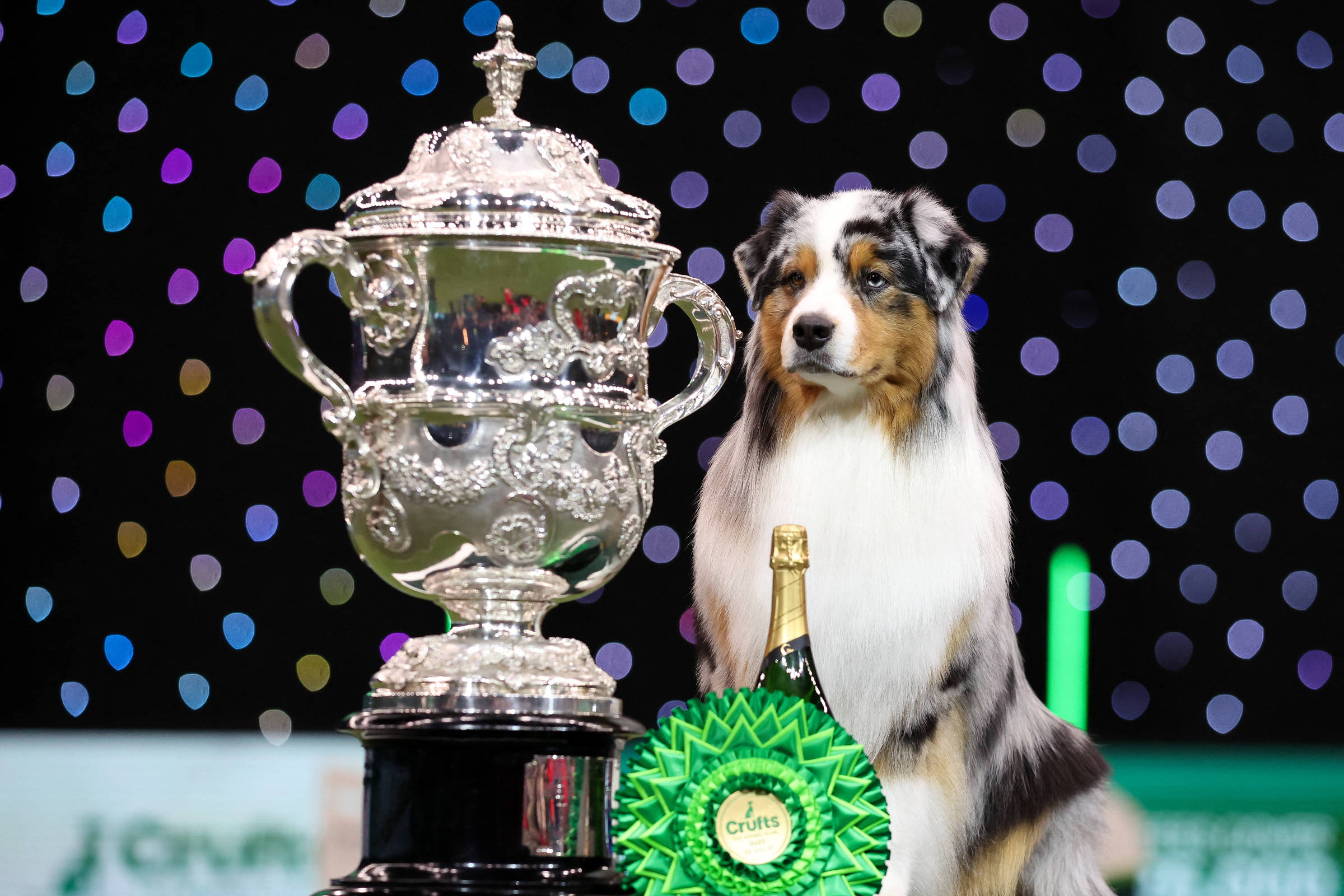 Pastor australiano vence o Crufts 2024; veja fotos 10/03/2024 Bom