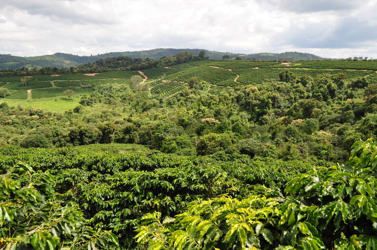 O diferencial do terroir está na combinação da altitude com o solo vulcânico, segundo especialistas