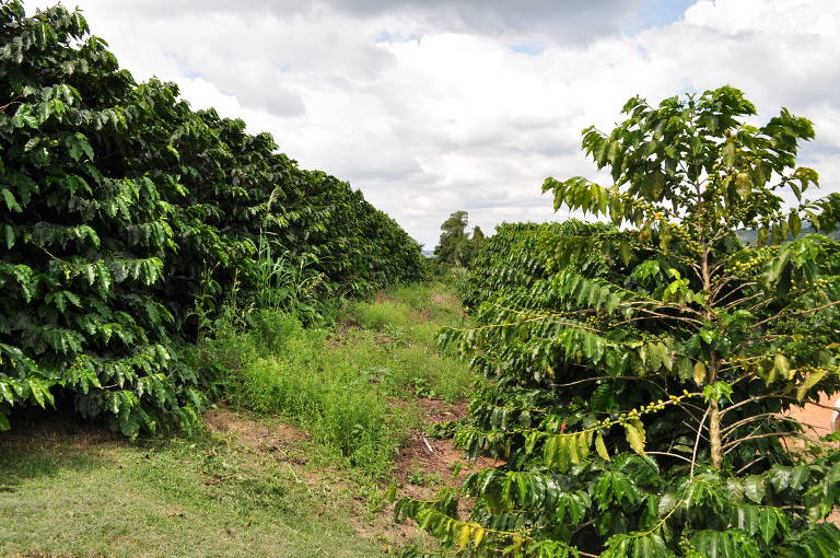 Nessa região, os cafezais ficam situados nas elevações criadas naturalmente no entorno da caldeira vulcânica