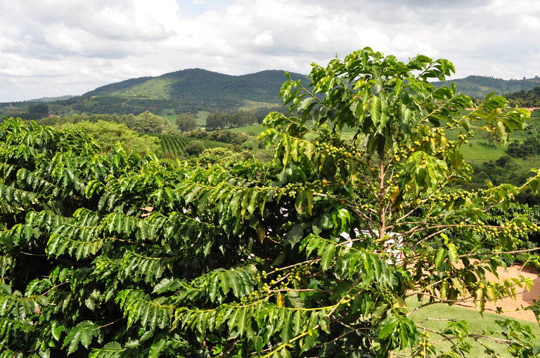 Nas noites frias, o café respira mais e produz mais ácido cítrico, o que explica o balanço entre acidez e doçura