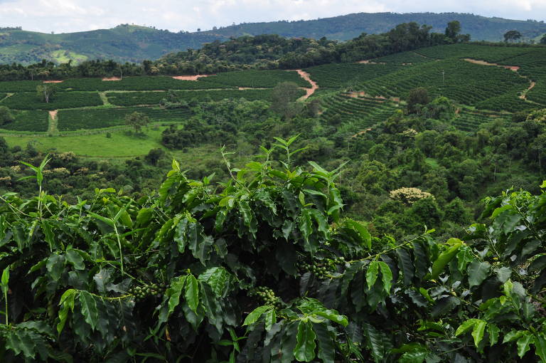 Tudo isso tem feito o café dessa área se valorizar e conquistar prêmios