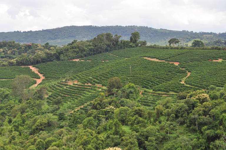 Em 2023, um café da variedade gesha cultivado pela Orfeu a 1.570 metros de altitude, em São Sebastião da Grama (SP), foi vendido pelo equivalente a R$ 84,5 mil por saca de 60 kg