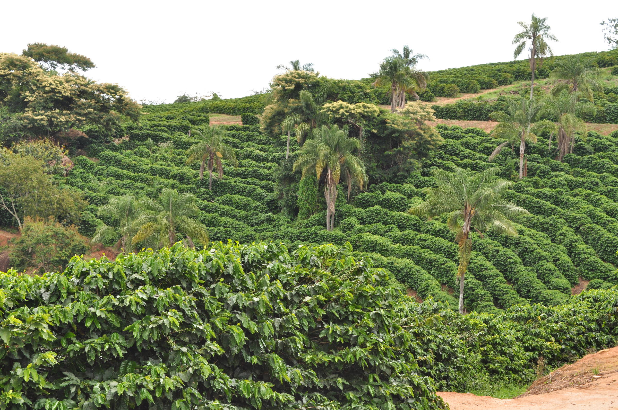 Volcanic region: coffee grown in SP and MG wins awards – 03/13/2024 – Café na Prensa