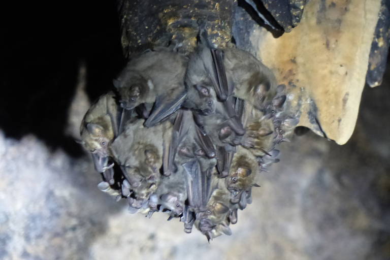 morcegos estão agrupados e são iluminados em uma área escura