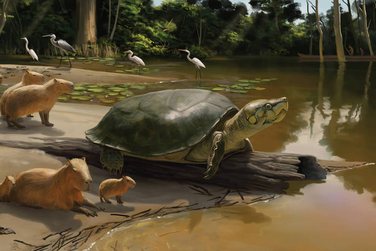 Pesquisadores identificam tartaruga gigante que viveu na Amazônia