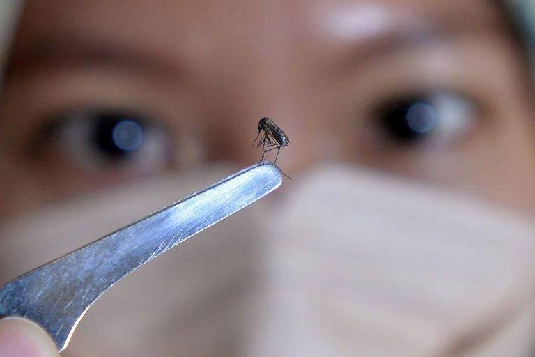 Mulher exibe mosquito na ponta de instrumento de metal
