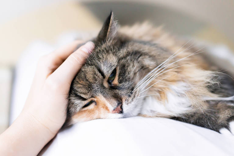 Contato com minoxidil pode causar intoxicação e até morte em gatos
