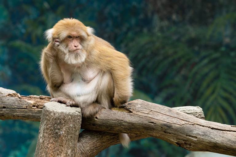 Macacos se isolam socialmente conforme envelhecem e interagem só com aqueles que são leais