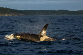 A killer whale swims through the ocean near San Juan Island in Washington state, Sept. 17, 2023. (Louise Johns/The New York Times)