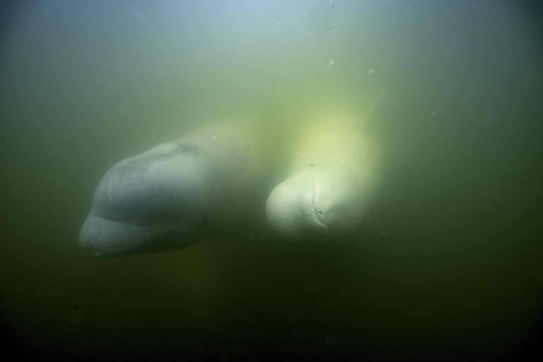 Belugas estão entre as espécies que, segundo pesquisadores, têm menopausa