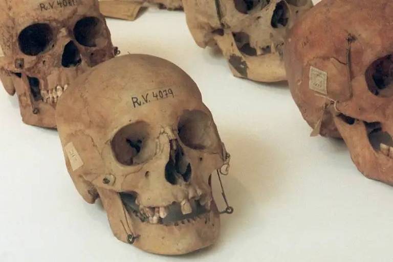 The dilemma about human remains in German museum collections – 03/14/2024 – Science