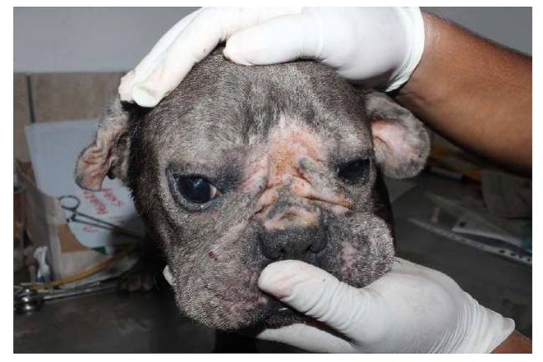 Dona de canil é condenada por maus-tratos a 143 cães: desnutridos e sem água