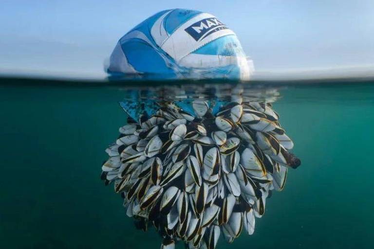 Bola tomada por cracas no mar vence prêmio de fotos de natureza; veja imagens campeãs