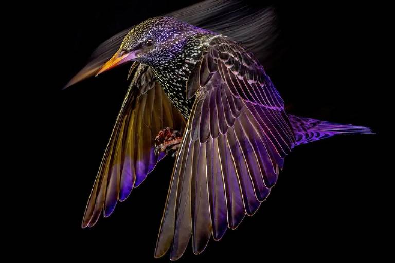 Pássaro colorido voando
