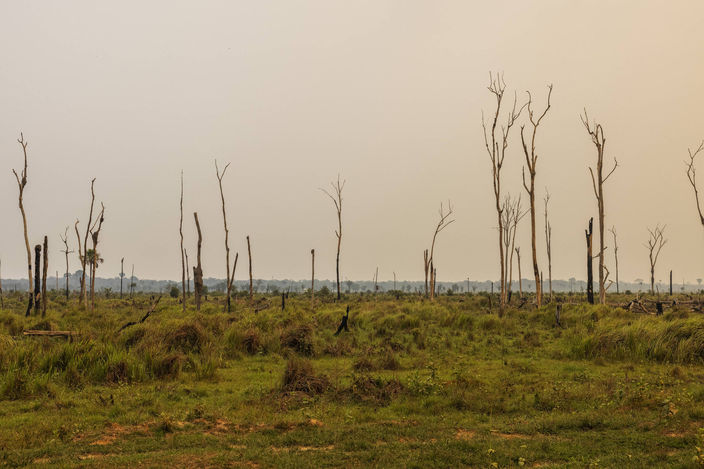 Deforestation fills the soil with fungi that cause diseases in plants – 03/16/2024 – Reinaldo José Lopes