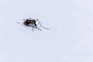 DENGUE - Aedes aegypti
