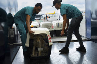 The team at ARK, the animal care facility at the Kennedy International Airport, receives a group of dogs that arrive from the Daily Hugz rescue sanctuary in the West Bank, in New York, on March 15, 2024. (Maansi Srivastava/The New York Times)