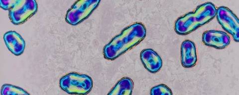 Causada pela bactéria Yersinia pestis, a peste bubônica é tratada atualmente com mais facilidade com os antibióticos modernos