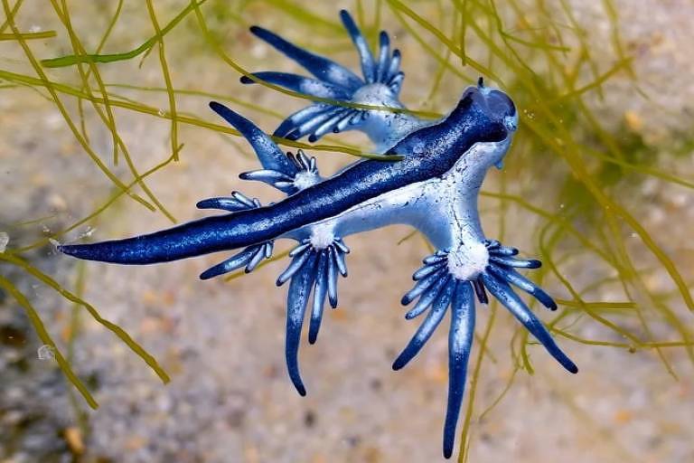 Os dragões azuis não são bons nadadores, mas seu mecanismo de defesa é poderoso