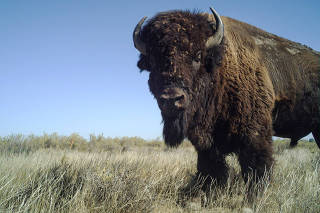 An undated image captured by a camera trap and provided by Snapshot USA of a Bison in Montana. (Snapshot USA via The New York Times)