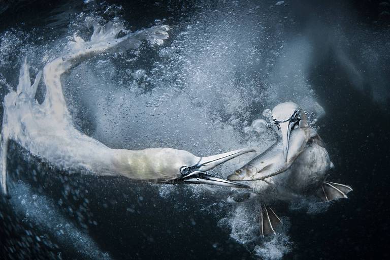 A imagem mostra dois gansos-patolas embaixo d'água capturando um peixe