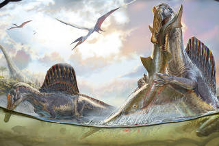 An artistÕs rendering of spinosaurus standing in water and eating fish. (Daniel Navarro via The New York Times)
