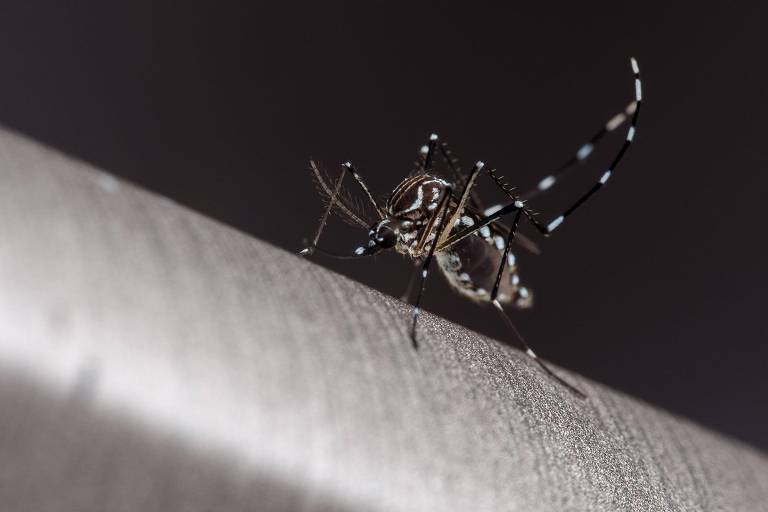 'Alerta para o mundo': como dengue no Brasil virou preocupação internacional