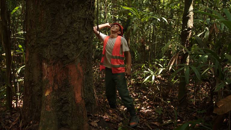 Como funciona um manejo florestal comunitário de baixo impacto na Amazônia