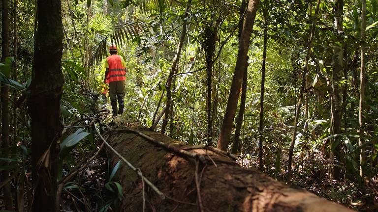 Reserva na amazônia tem manejo de floresta de baixo impacto com apoio comunitário