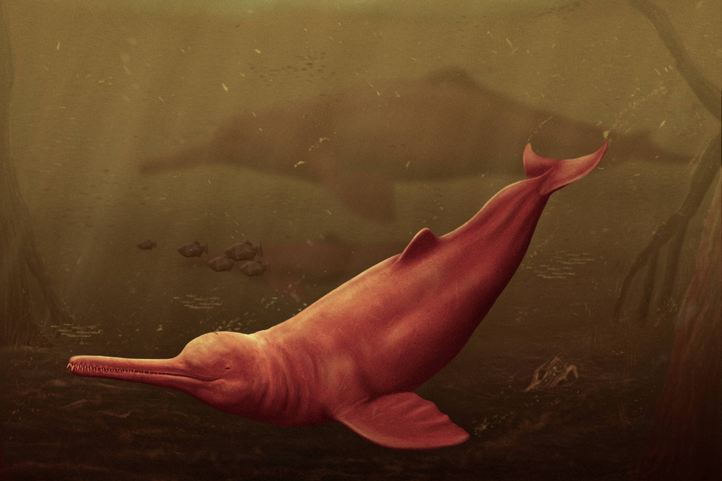 Giant dolphin lived in the Amazon 16 million years ago – 03/21/2024 – Science