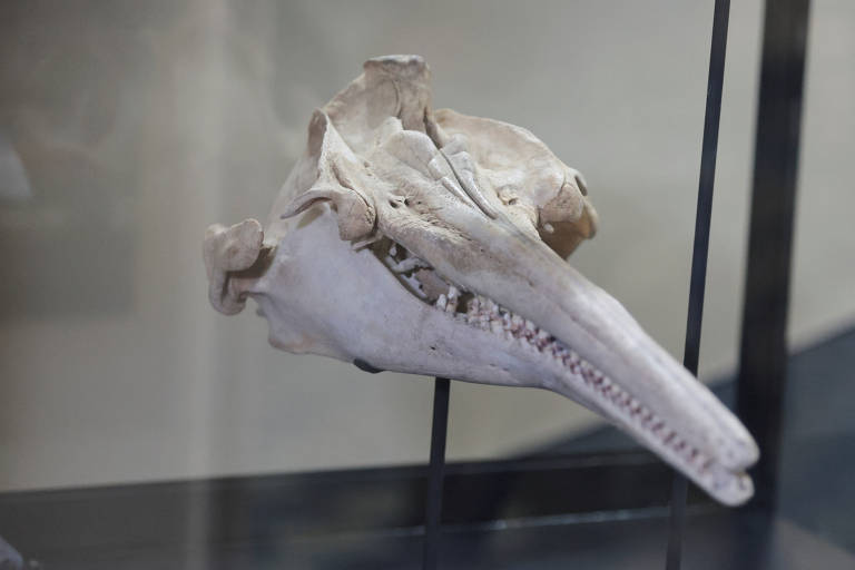 Fóssil de golfinho gigante que viveu na Amazônia peruana há 16 milhões de anos