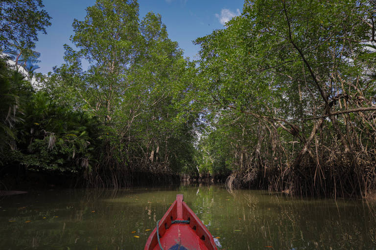 Série da Folha destaca importância da preservação dos mangues amazônicos
