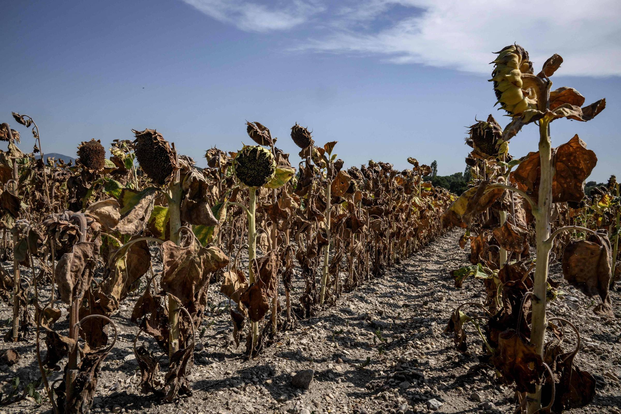 Clima afeta Europa e região deverá ter safra abaixo do esperado