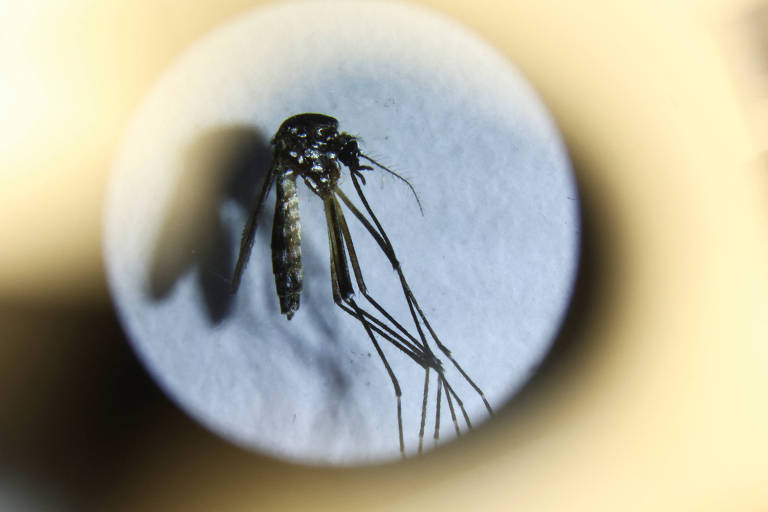 Mortes por dengue no estado de São Paulo aumentam 52% em uma semana