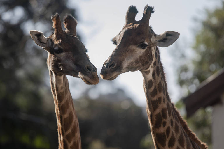 Casal de Girafas no Zoológico de SP