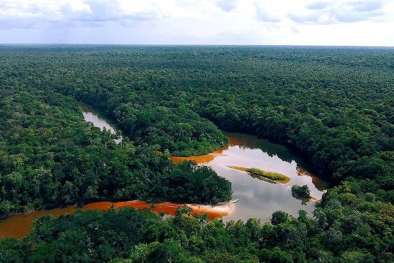 Vista de drone de rio e floresta densa